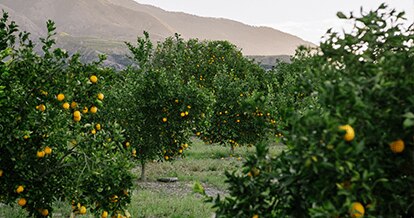 Sunkist farm filled with orange trees.