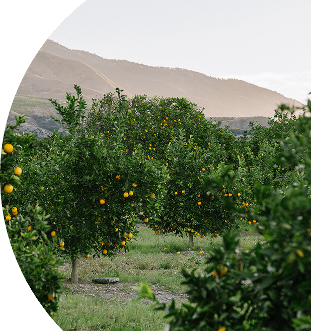 Sunkist farm filled with orange trees.